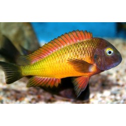 Tropheus moorii orange II - 7 - 9 cm