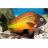 Tropheus moorii orange II - 7 - 9 cm