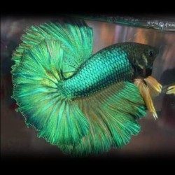 Betta spl. male veiltail green - XL