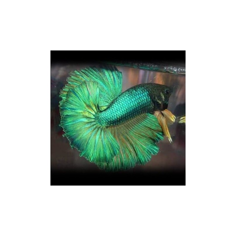Betta spl. male veiltail green - XL