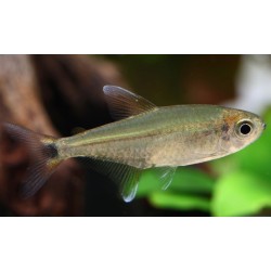 Hemigrammus rodwayi - 2 - 3 cm