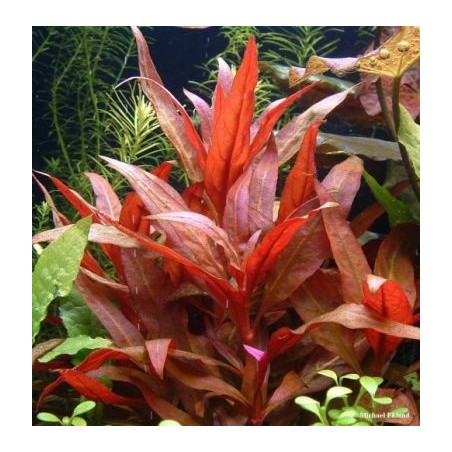 Alternanthera reineckii