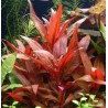 Alternanthera reineckii