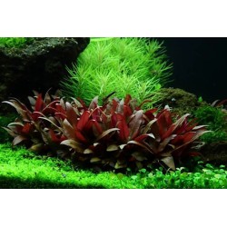 Alternanthera reineckii mini