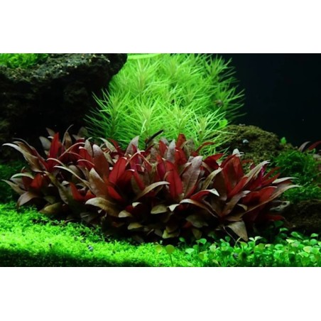 Alternanthera reineckii mini