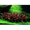 Alternanthera reineckii mini