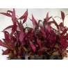 Alternanthera cardinalis double red