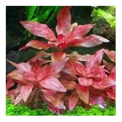 Alternathera reineckii rosanerving