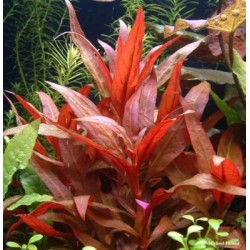 Alternanthera rosaefolia