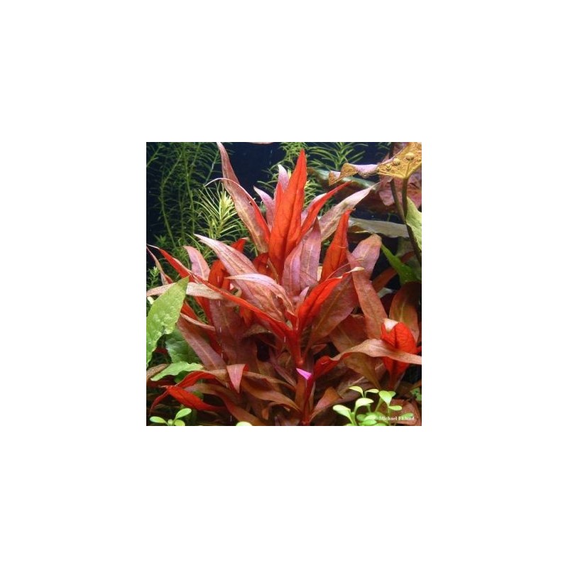 Alternanthera rosaefolia
