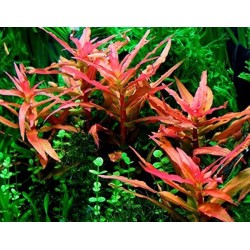 Ammania gracilis red