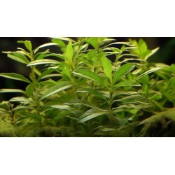 Ammania gracilis green