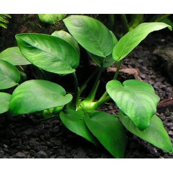 Anubias barteri