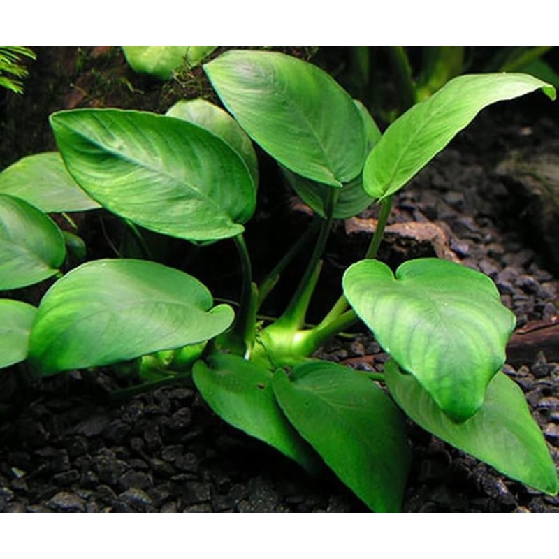 Anubias barteri Anubias barteri