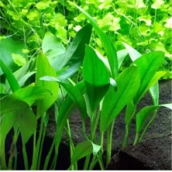 Anubias barteri var. angustifolia