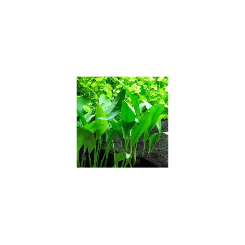 Anubias barteri var. angustifolia Anubias barteri var. angustifolia