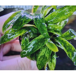 Anubias barteri variegata glabra