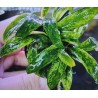 Anubias barteri variegata glabra