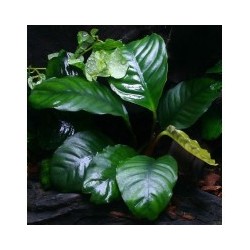 Anubias barteri broad leaf