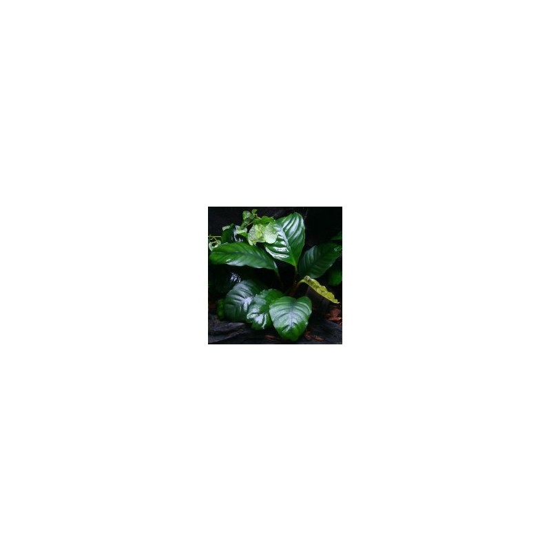 Anubias barteri broad leaf Anubias barteri broad leaf