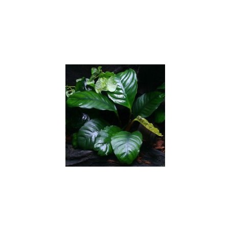 Anubias barteri broad leaf