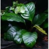 Anubias barteri broad leaf