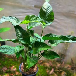 Anubias barteri striped