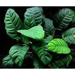 Anubias coffefolia