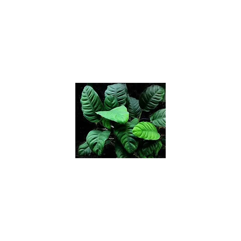 Anubias coffefolia Anubias coffefolia