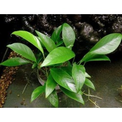 Anubias congensis