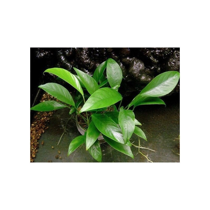 Anubias congensis Anubias congensis