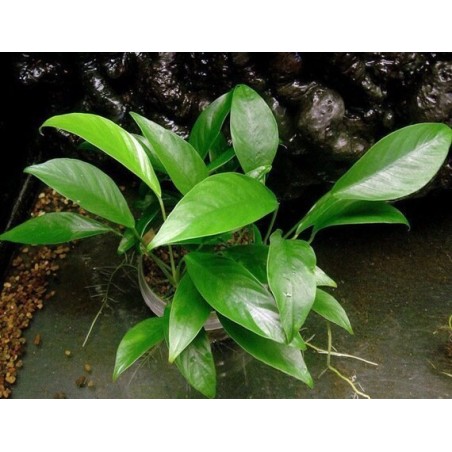 Anubias congensis