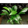 Anubias congensis