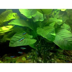 Anubias gigantea
