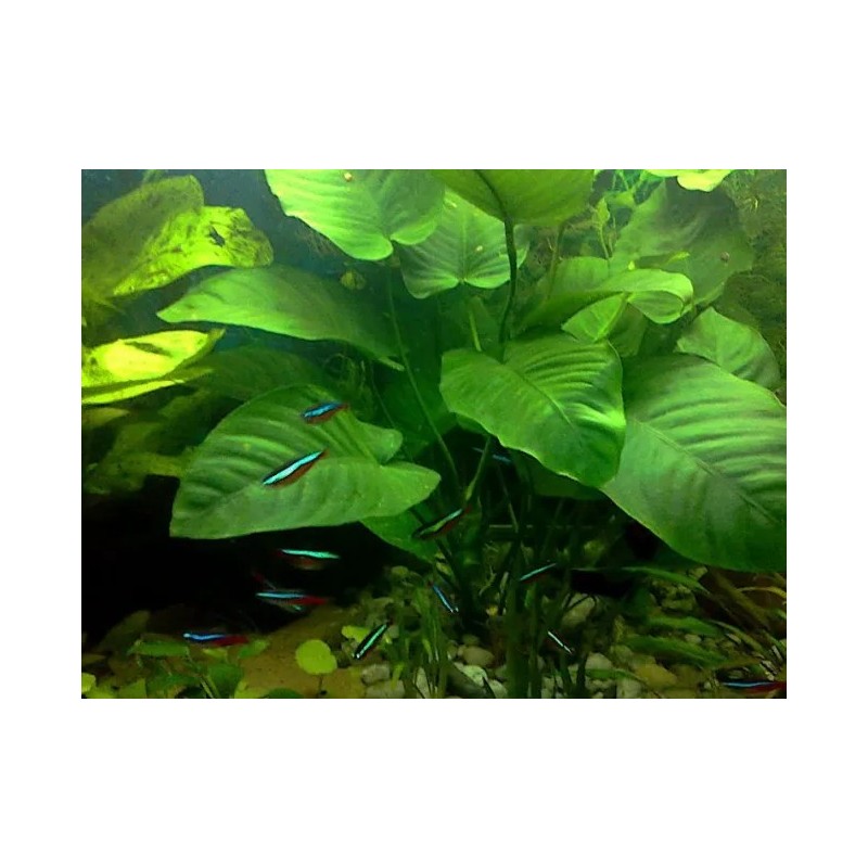 Anubias gigantea Anubias gigantea