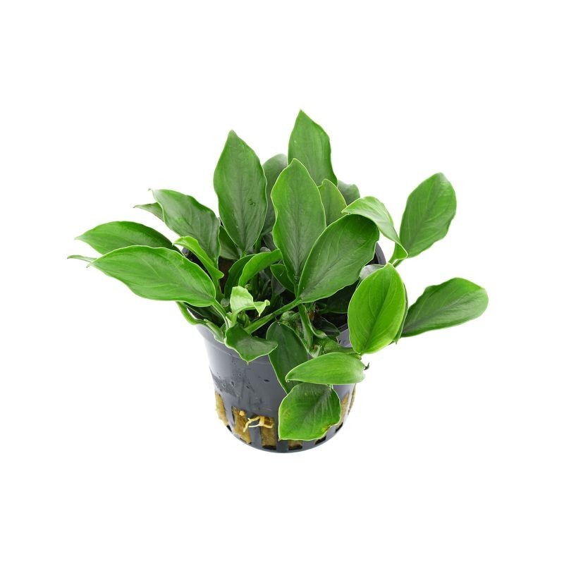Anubias nana var. bolang Anubias nana var. bolang