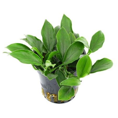 Anubias nana var. bolang