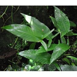 Anubias gilleti