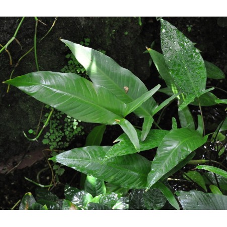 Anubias gilleti