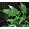Anubias gilleti