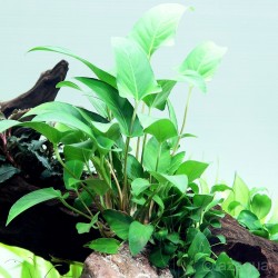 Anubias gracilis