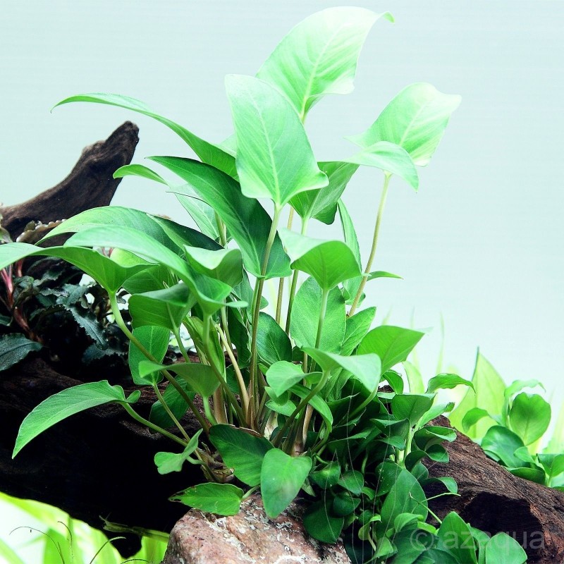 Anubias gracilis Anubias gracilis