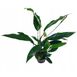 Anubias longifolia