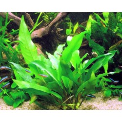 Anubias minima