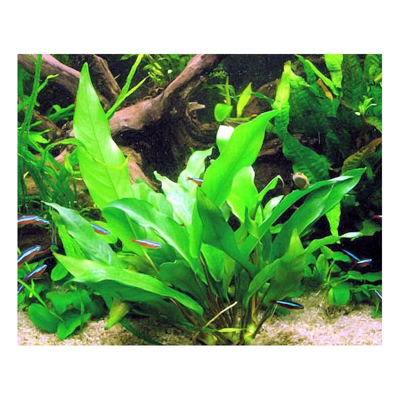 Anubias minima Anubias minima