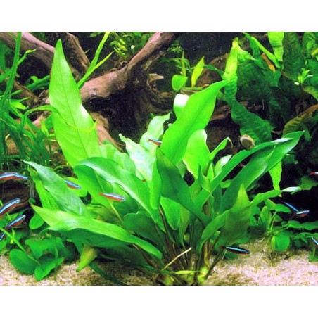 Anubias minima