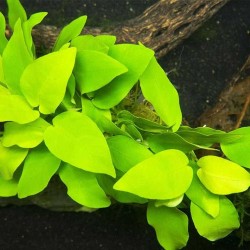 Anubias nana gold