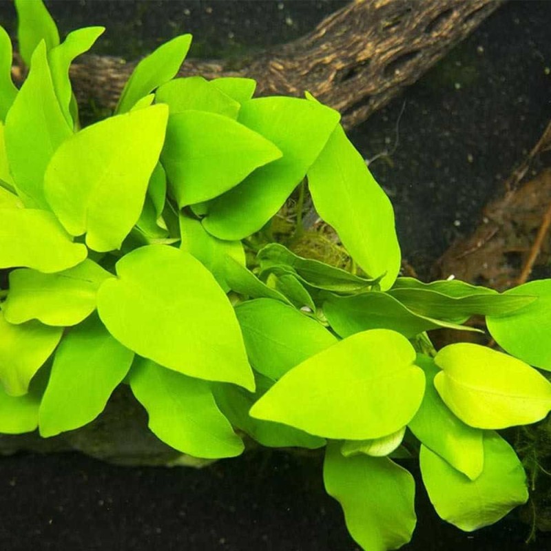 Anubias nana gold Anubias nana gold