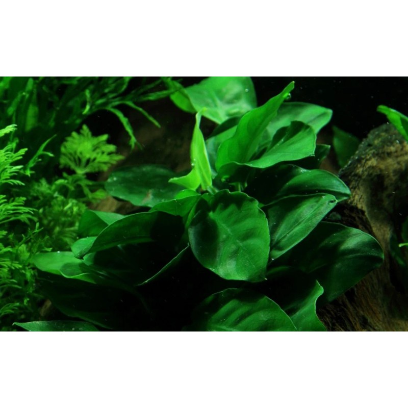 Anubias barteri nana Anubias barteri nana