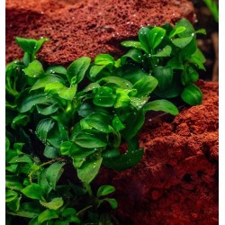 Anubias barteri nana petite/bonsai